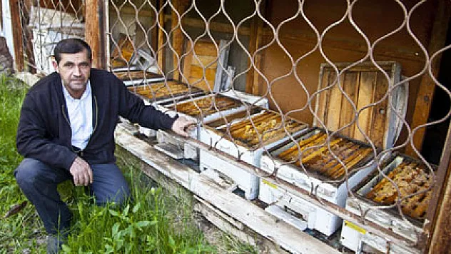 Kirpiler binlerce arıyı yedi