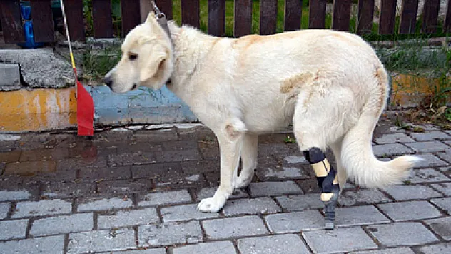 Sokak köpeğine protez ayak