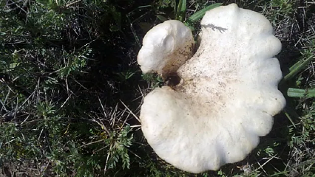 Dağ mantarına vatandaşlardan yoğun ilgi