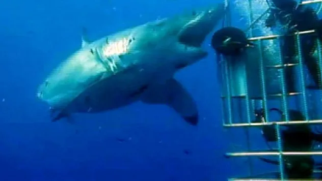 Şimdiye kadar görülen en iri köpek balığı!