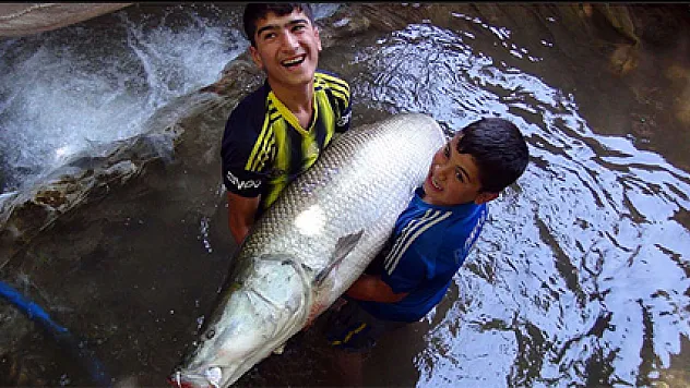 60 kilogramlık balığa yoğun ilgi