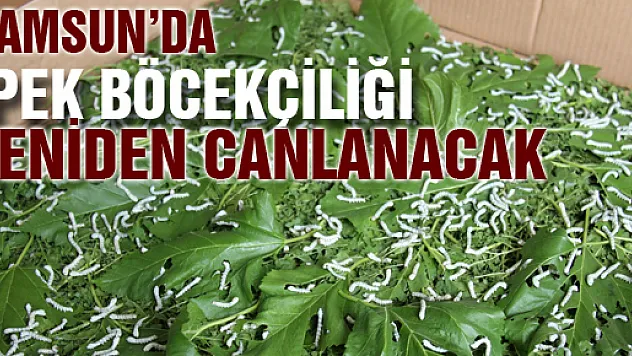 Samsun'da İpek Böcekçiliği Yeniden Canlanacak