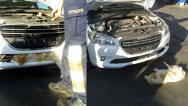 Köpeğin acı bekleyişi!