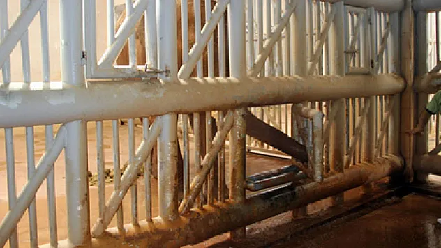 Ayaklarına bakım yapılmasını isteyen fil fena öfkelendi