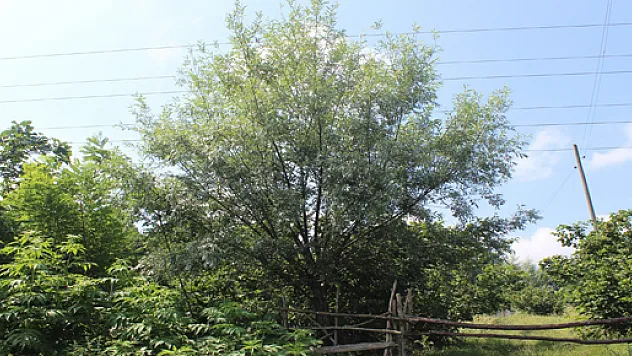 Söğüt ve Kavak Ağaçları Tarımsal Üretimi Tehdit Ediyor