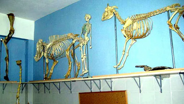 Eşek kemiği kazanç kapısı oldu