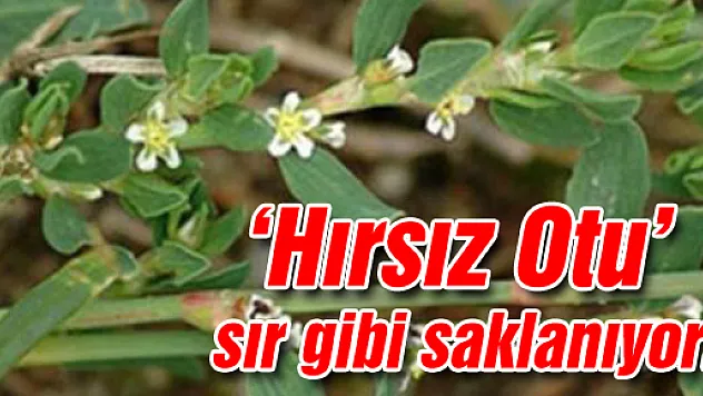 'Hırsız Otu' sır gibi saklanıyor!