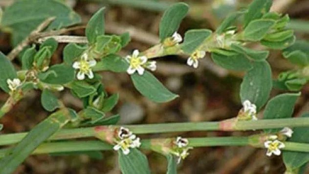'Hırsız Otu' sır gibi saklanıyor!