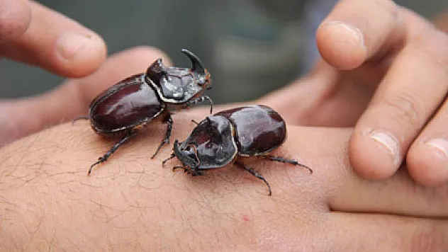 Şantiye Çalışanları 2 Gergedan Böceği Buldu