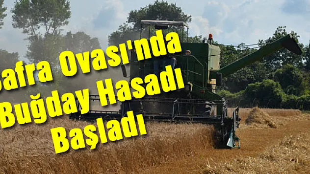 Bafra Ovası'nda Buğday Hasadı Başladı