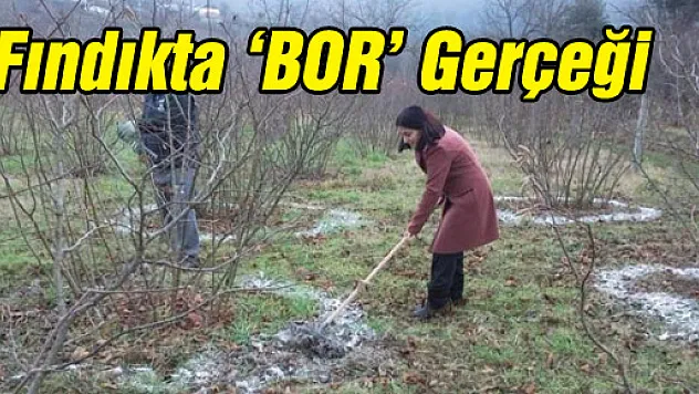 Fındıkta 'BOR' Gerçeği 