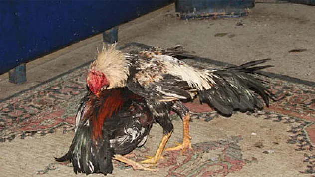 Horoz dövüşçülerine sahur baskını