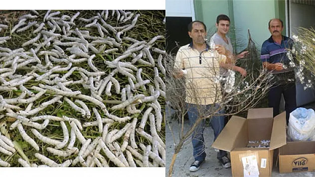 Yakakent'te İpek Böceği Yetiştiriciliği Başladı