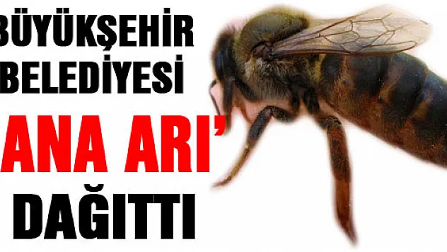 BÜYÜKŞEHİR BELEDİYESİ 'ANA ARI' DAĞITTI