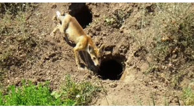 Tilki popülasyonu çiftçilerin yüzünü güldürdü