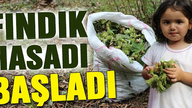 Fındık Hasadı Başladı