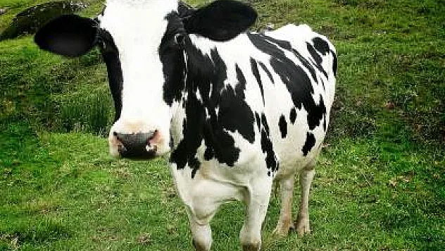 Besilik Sığır Destekleme Ödemesi yapıldı