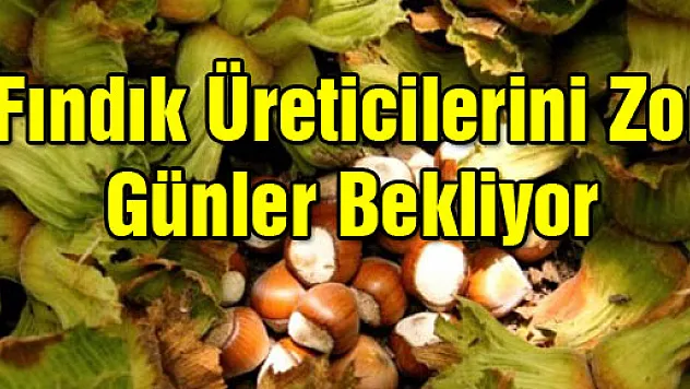 Fındık Üreticilerini Zor Günler Bekliyor