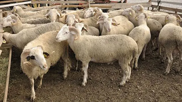 'Marketten Yapılan Kurban Kesimi Caiz Değil'