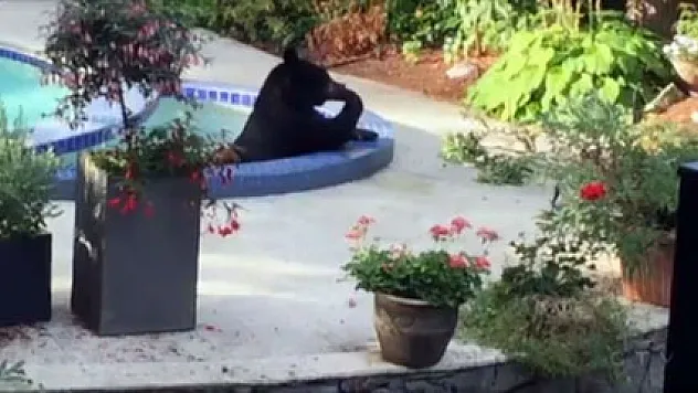 Ayının havuz keyfi görenleri gülümsetiyor