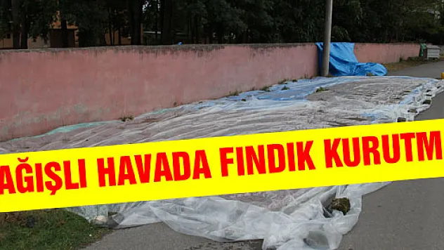 YAĞIŞLI HAVADA FINDIK KURUTMA TELAŞI