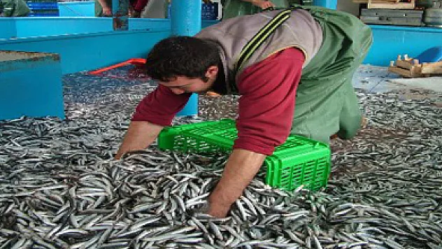 Hamsinin bolluğu yüzleri güldürdü