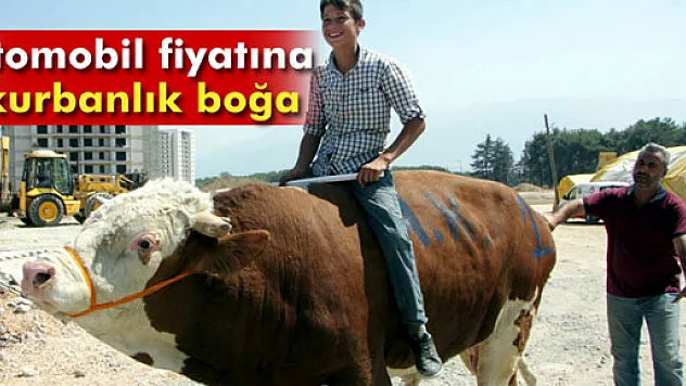 Otomobil fiyatına kurbanlık boğa