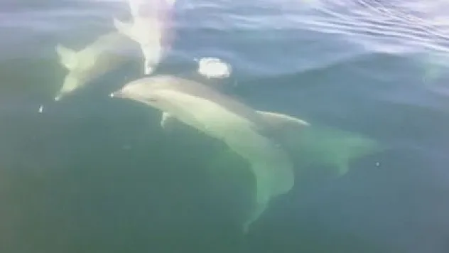 Balıkçılar yunuslara hamsi ikram etti