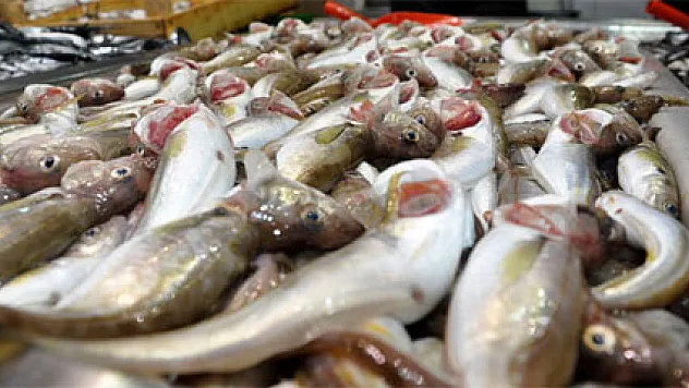 Marmara'da palamut bereketi