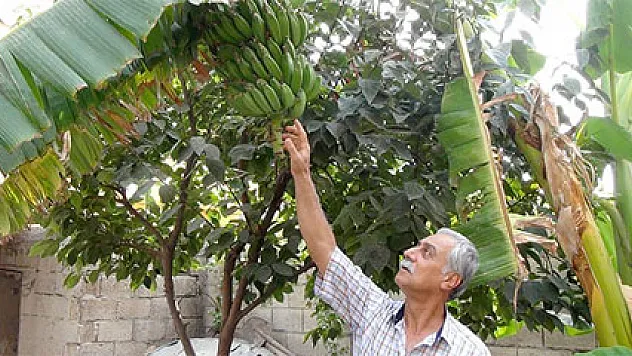 Şanlıurfa'da ilk kez muz üretildi