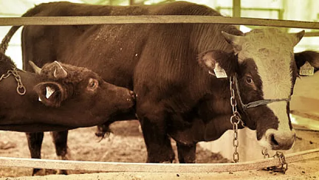 Küpeli hayvanlarda kaçak uyarısı