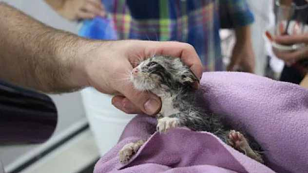 Sokak Köpeği, Yavru Kedinin Hayatını Kurtardı