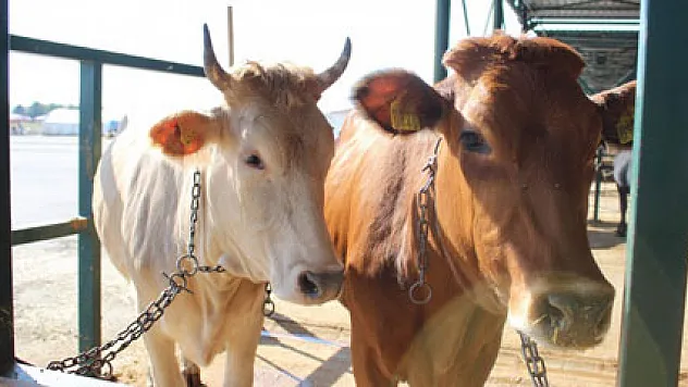 Kurbanlık hayvana küfür etmenin cezası 499 lira