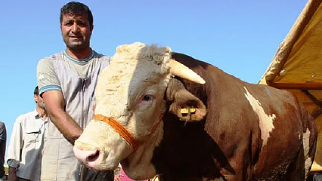 Şampiyon boğa otomobil fiyatına satıldı