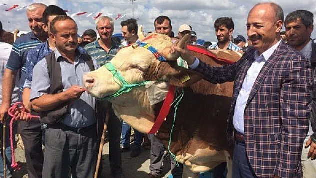 TÜRKİYENİN EN GÜZEL KURBANLIĞI ÇARŞAMBA'DAN…