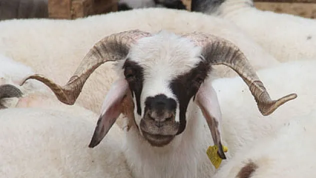 Bayramın son gününde kurbanlık satışları devam ediyor