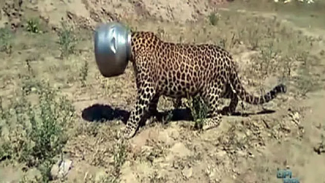 Su arayan leopar başını çömleğe sıkıştırdı