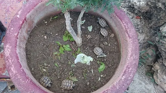 Antalya'da 'kaçak kaplumbağa' operasyonu