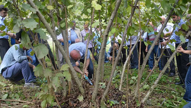 Fındıkta 'Bilimsel Budama'