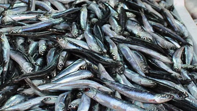 Havalar ısındı hamsi azaldı