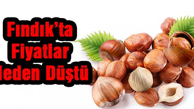 Fındık'ta fiyatlar neden düştü?