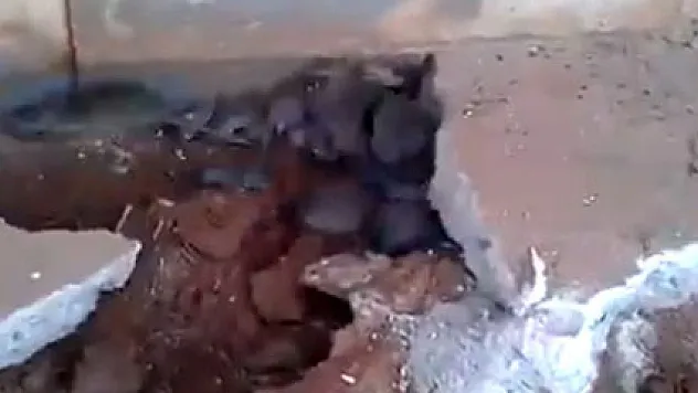 Evin zemininden yüzlerce fare çıktı