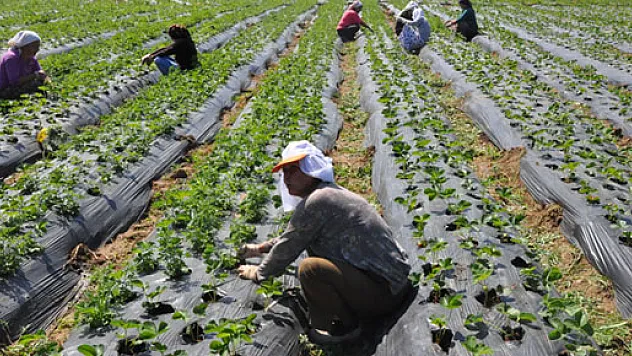 Tarımda istihdam 6 milyonu geçti