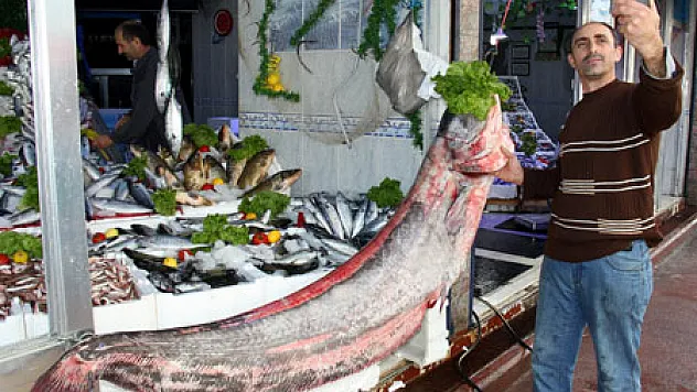 Sazana Niyet, Yayın Balığına Kısmet