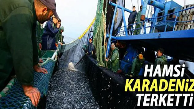 Kilosu 5 TL Olan Hamsi, Karadeniz'i Terketti
