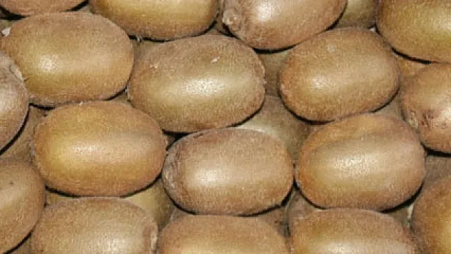 Kivide erken hasat uyarısı