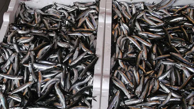 Havalar soğudu, hamsi kendini göstermeye başladı