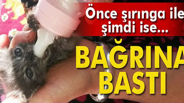 Yavru kediyi biberonla besliyor