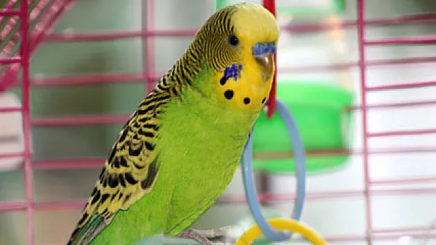 Cumhurbaşkanı Erdoğan hayranı kuş