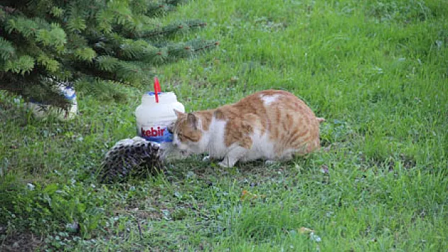 KEDİNİN ZEYTİN KEYFİ